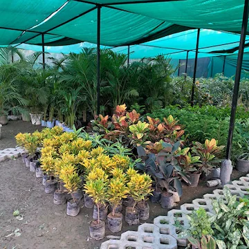 Ankit Water Plant Market	